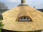 trzcina